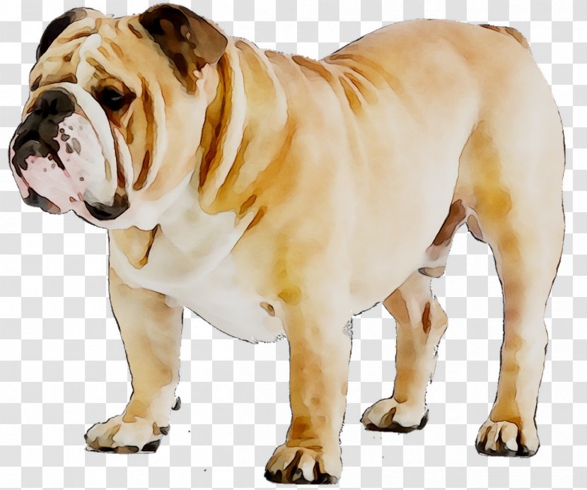French Bulldog American Puppy Dog Breed Transparent PNG