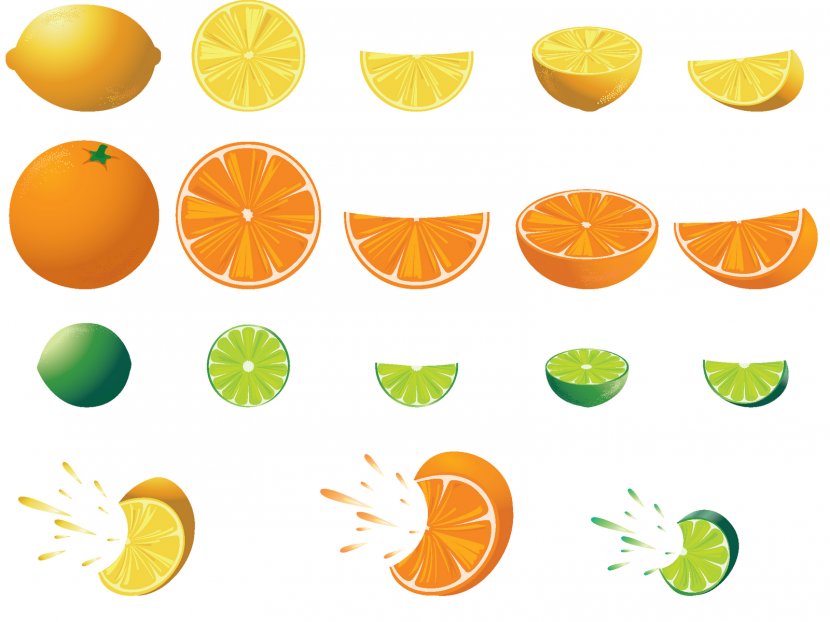 Lemon Fruit Tree Clip Art - Illustrator - Pictures Of Citrus Fruits Transparent PNG