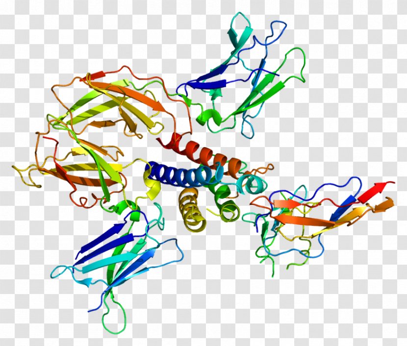 Common Gamma Chain IL-2 Receptor Interleukin 7 Interleukin-2 Gene - Il2 - Molecular Deductible Transparent PNG