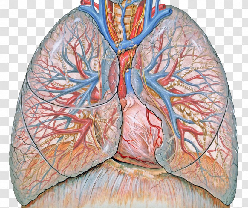 Lung Respiratory System Disease Therapy Chronic Obstructive Pulmonary - Flower - Cough Transparent PNG