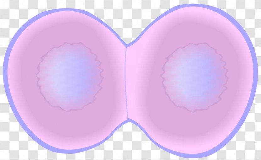 Telophase Mitosis Cell Cycle Division - Sister Chromatids - Ladder Of Life Transparent PNG