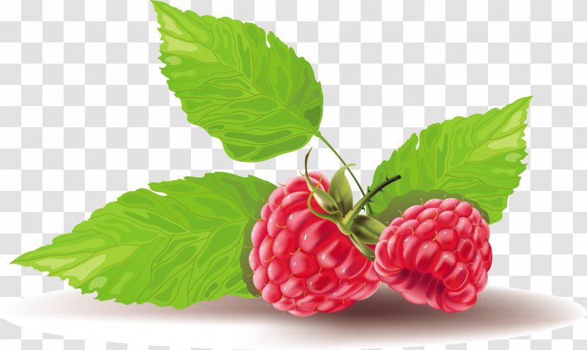 Raspberry Vector Graphics Fruit Strawberry Clip Art Transparent PNG