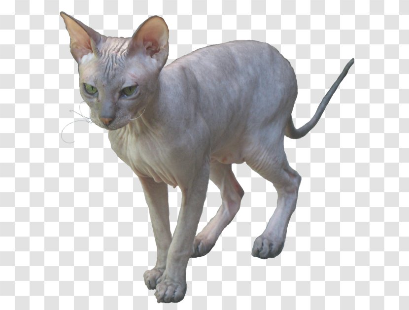 Sphynx Cat Donskoy Peterbald Ukrainian Levkoy Oriental Shorthair - Small To Medium Sized Cats Transparent PNG