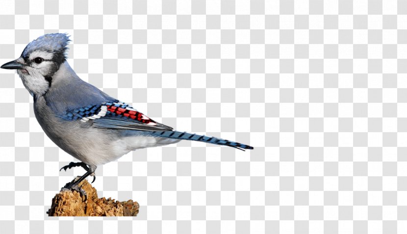 Blue Jay Finches Beak Feather Wildlife Transparent PNG