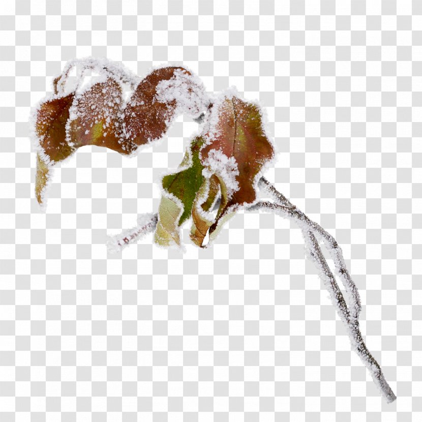 Snow Tree - Branch - Plant Transparent PNG