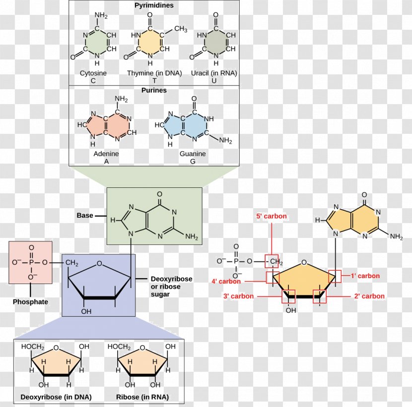 Nucleic Acid Structure DNA RNA Nucleotide - Cartoon - Exam Transparent PNG