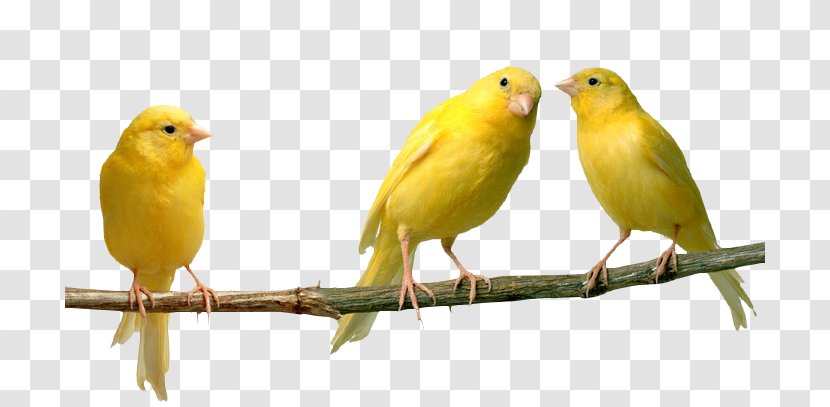 Domestic Canary Bird Finches Yellow Color - Finch Transparent PNG