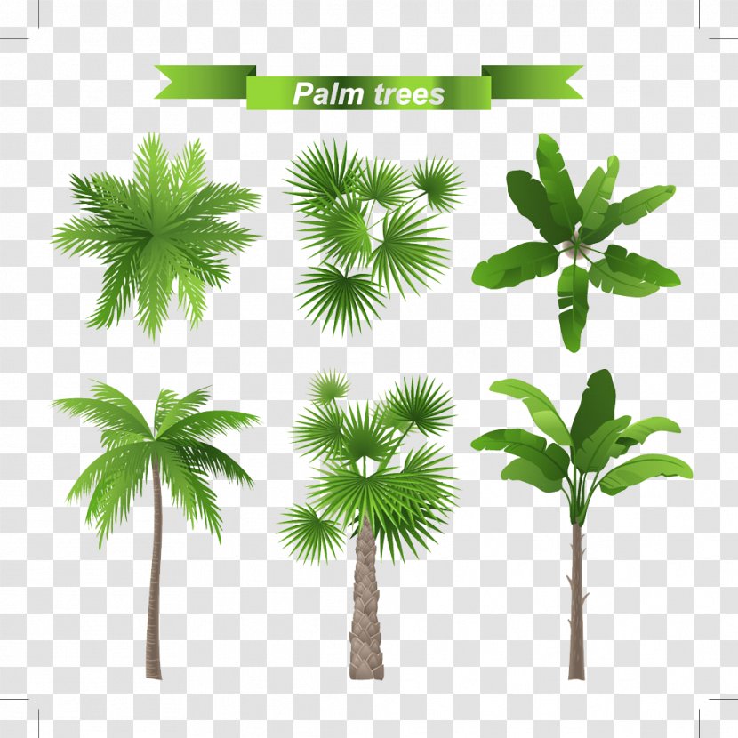 Arecaceae Tree Stock Illustration Leaf - Grass - And Palm Leaves Transparent PNG