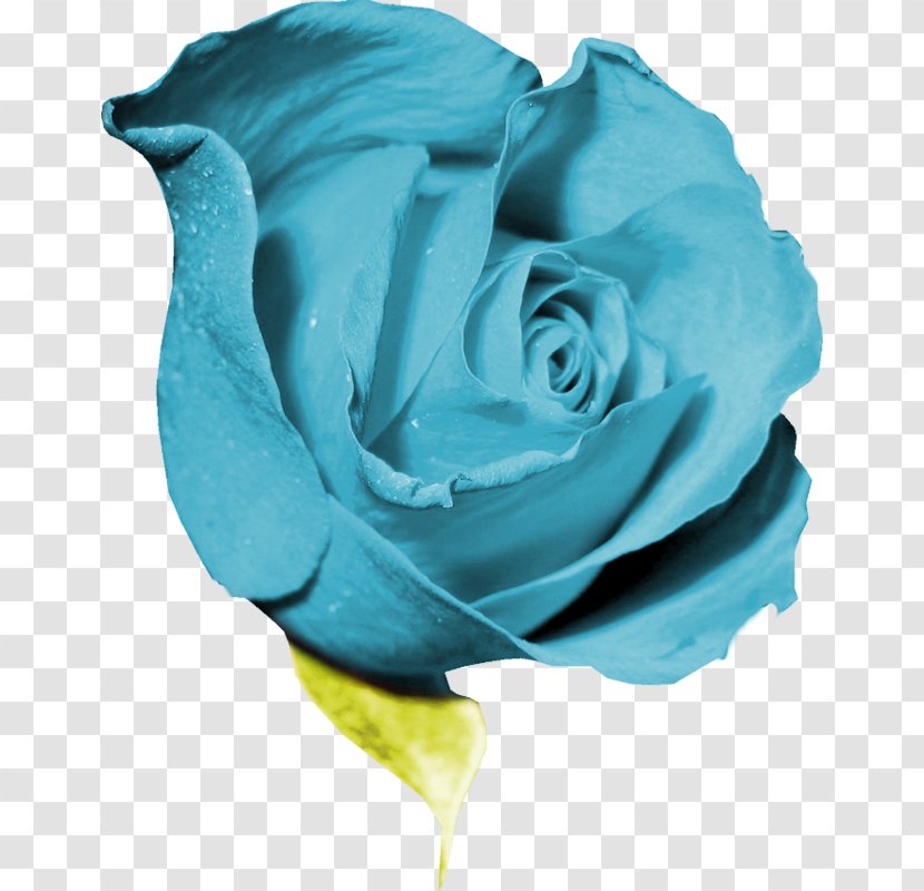 Garden Roses Blue Rose Flower Petal Clip Art - Color Transparent PNG