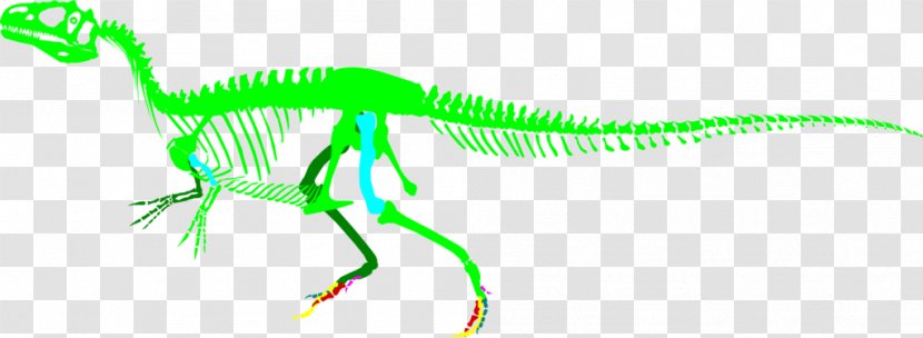 Allosaurus Saurophaganax Big Al Dinosaur Velociraptor - Art - Complete Triceratops Skeleton Transparent PNG