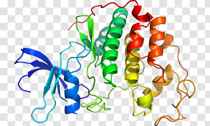 Cyclin-dependent Kinase 2 Protein - Food - CYCLIN Transparent PNG