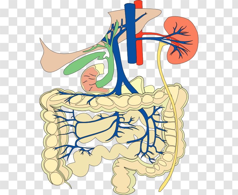Gastrointestinal Tract Human Digestive System Circulatory Body Clip Art - Cartoon Transparent PNG
