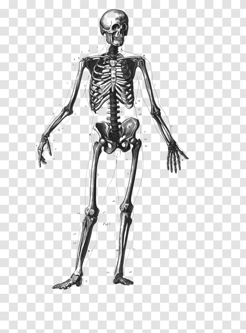 Human Skeleton Body Bone Homo Sapiens - Cartoon Transparent PNG