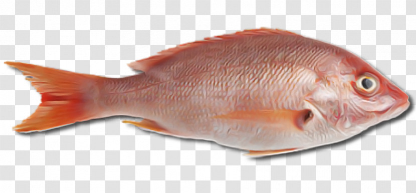 Northern Red Snapper Seafood Fish Fish Products Oily Fish Transparent PNG