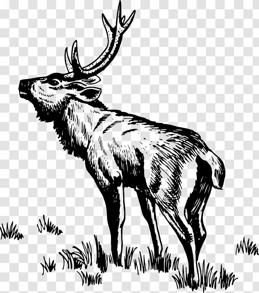 Deer Drawing Clip Art - Line - Antelope Transparent PNG