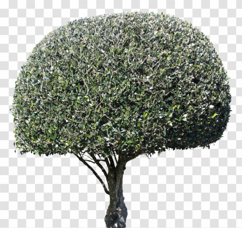 Tree Shrub Evergreen Transparent PNG