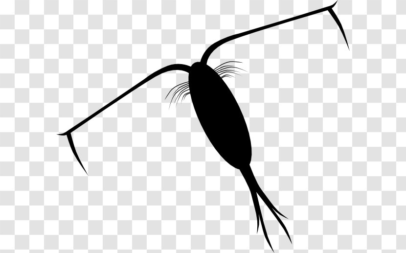 Zooplankton Clip Art - Silhouette Transparent PNG