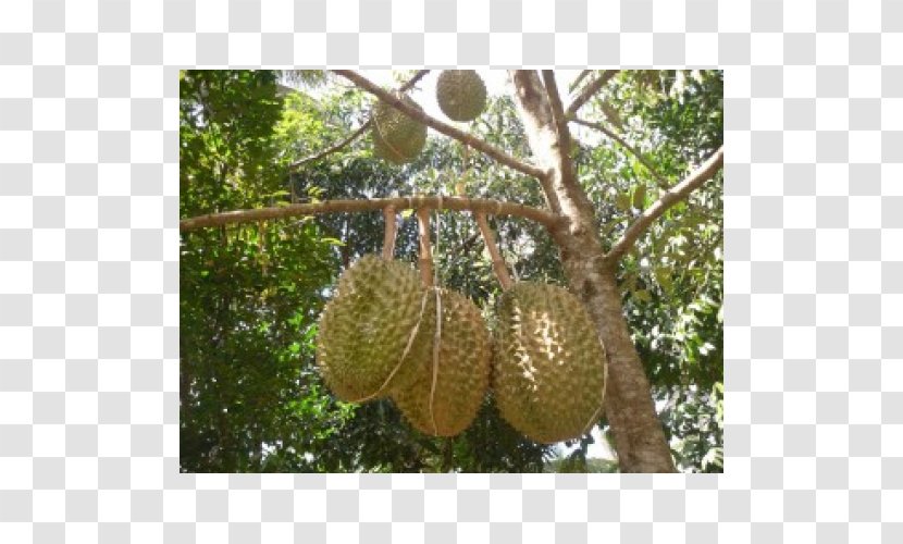 Durio Zibethinus Penanaman Durian Fruit Tree Bawor - Bunga Nusantara Transparent PNG
