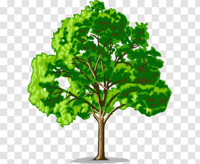 Tree American Elm Cedar Clip Art - Branch Transparent PNG
