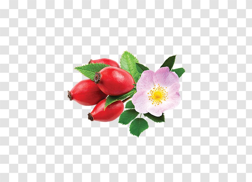 Rose - Flower - Bud Rosa Canina Transparent PNG