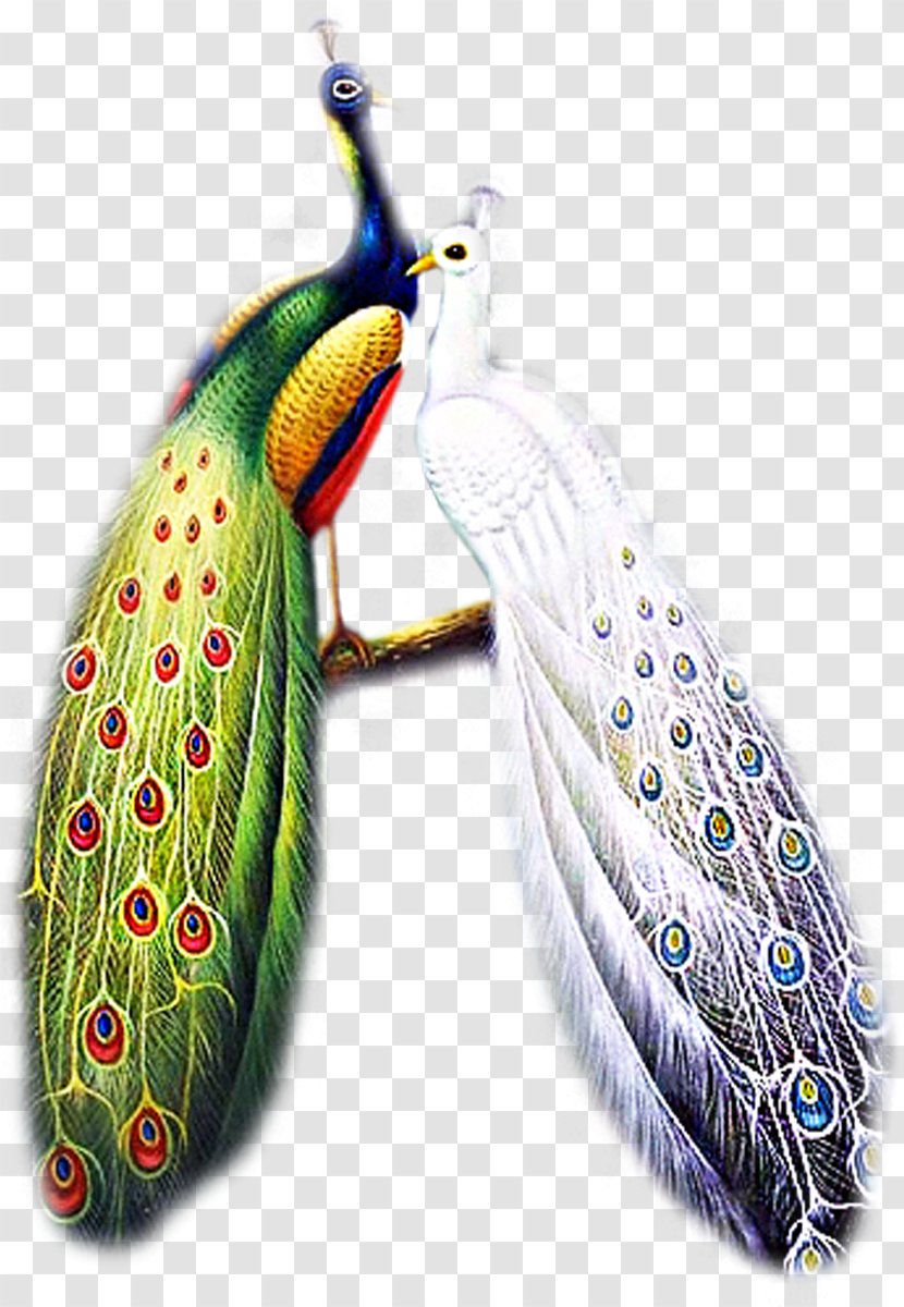 Bird - Peacock Transparent PNG