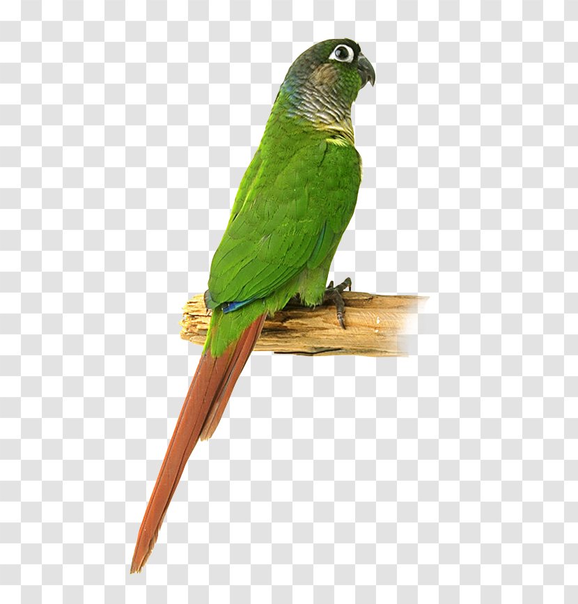 Bird Macaw Parakeet Feather Beak - Wing Transparent PNG