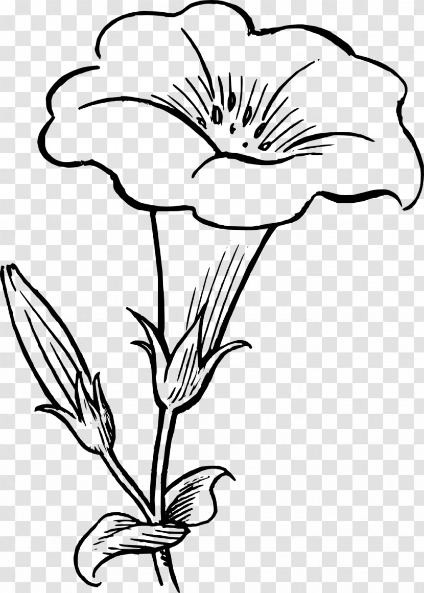 Drawing Flower Black And White Clip Art - Monochrome Transparent PNG