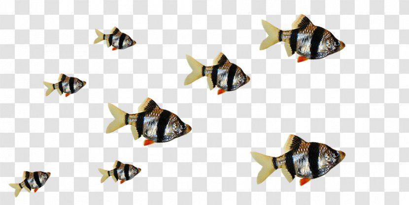 Goldfish Ornamental Fish Aquarium Tiger Barb - Information Transparent PNG