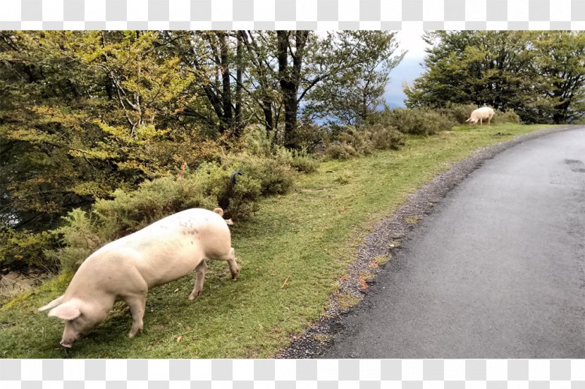 Pig Pasture Fauna Grazing Snout - Wildlife - Santiago De Compostela Transparent PNG