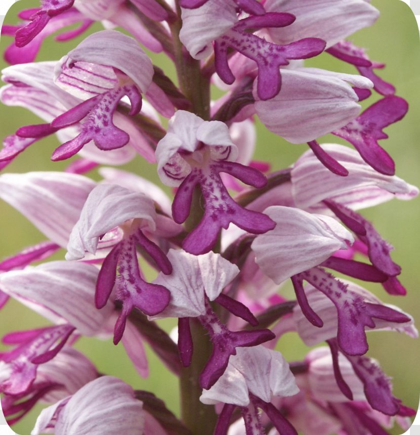 Dendrobium Orchis Militaris Orchids Naked-man Orchid .de - Plant - Flora Transparent PNG