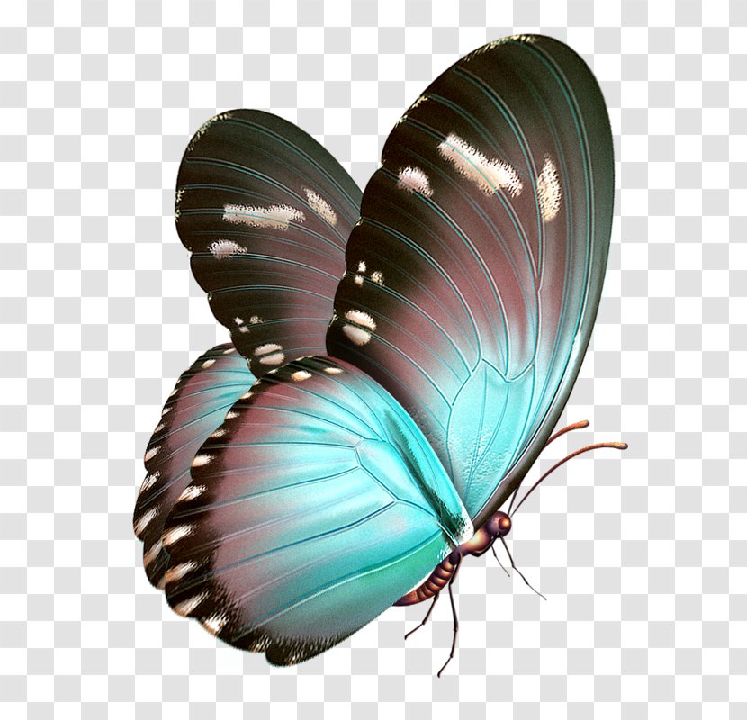 Butterfly Papillon Dog Clip Art - Insect - Watercolor Transparent PNG