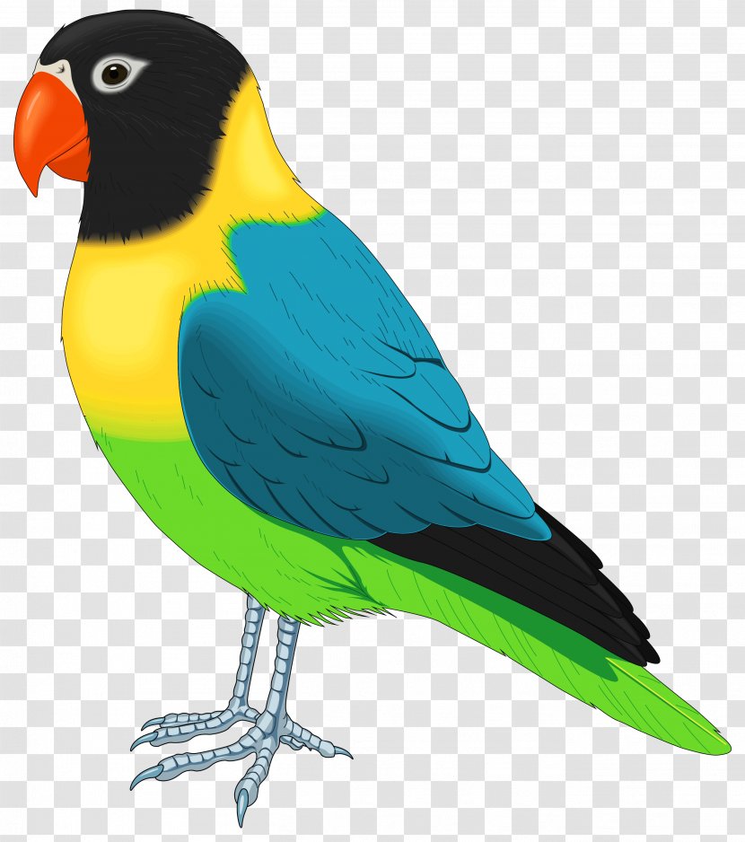 Bird Parrot Pet Parakeet Clip Art - Vertebrate Transparent PNG