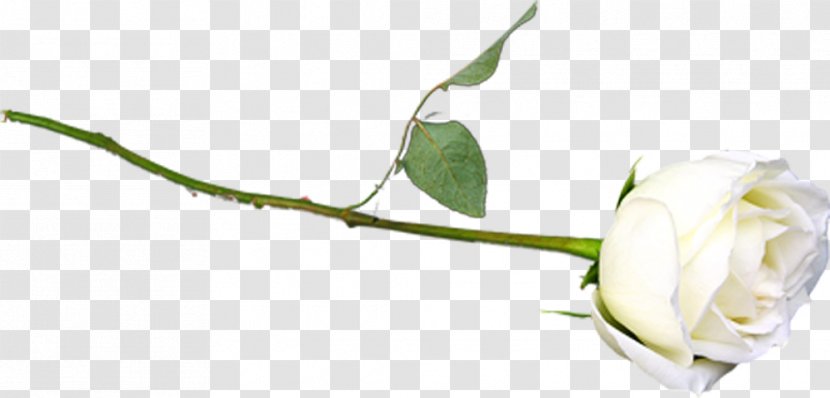 Garden Roses Rosa × Alba Digital Image - Leaf Transparent PNG