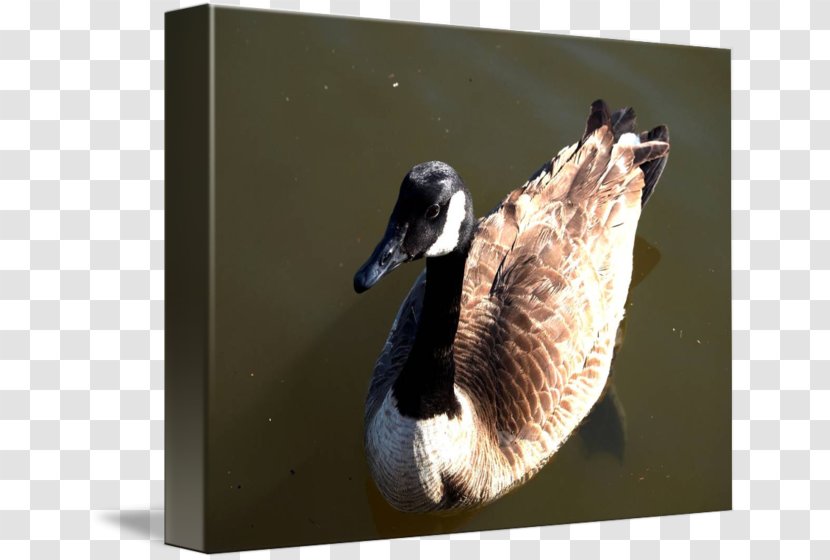 Duck Goose Fauna Neck Beak - Ducks Geese And Swans - Canada Transparent PNG