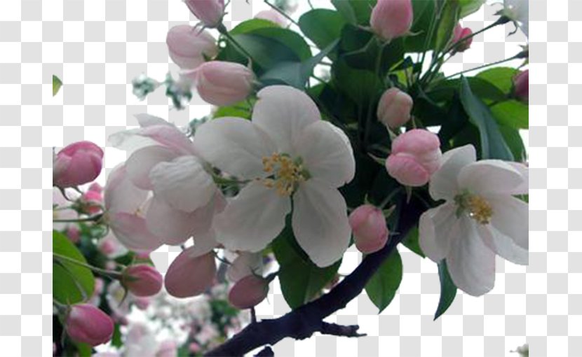 Cherry Blossom Flowering Tea Apples - Flower - Green Apple Flowers Transparent PNG
