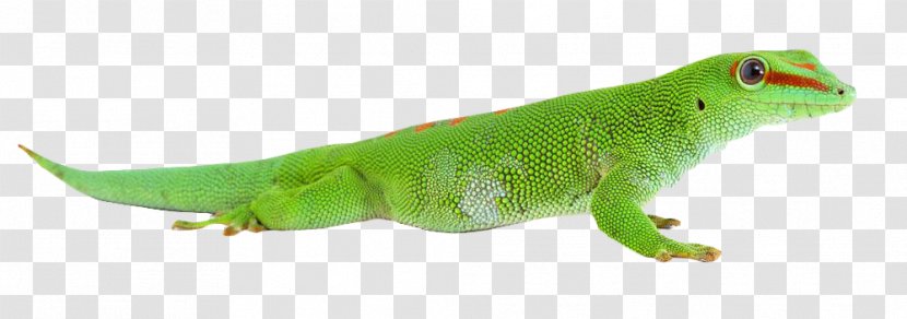 Common Iguanas Chameleons Lizard - Green Chameleon Transparent PNG