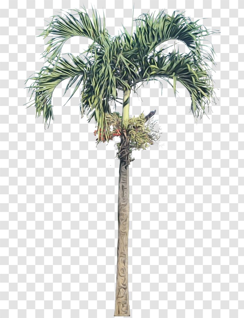 Palm Tree - Desert - Roystonea Borassus Flabellifer Transparent PNG