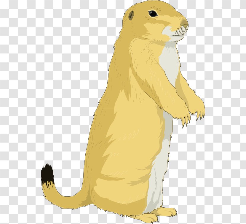 The Groundhog Prairie Dog Rodent Clip Art - Day - Ground Cliparts Transparent PNG