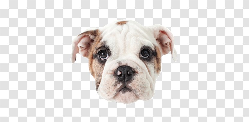 Dorset Olde Tyme Bulldogge English Toy Bulldog Australian Valley - Puppy Transparent PNG