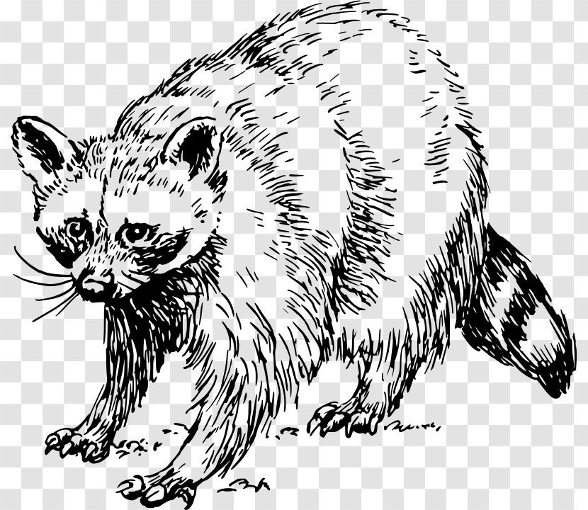 Whiskers Raccoon Wildcat Tiger - Small To Medium Sized Cats Transparent PNG