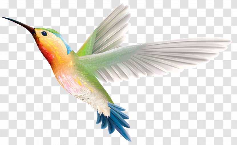 Hummingbird Clip Art - Flying Bird Transparent PNG
