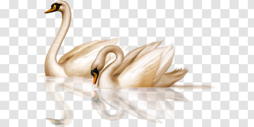 Black Swan Bird Goose Clip Art - Water - Golden Transparent PNG