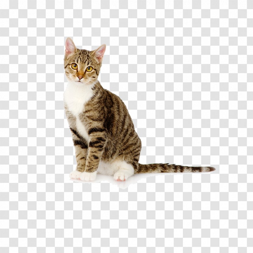 Bengal Cat Kitten Litter Pet Felidae - Domestic Short Haired Transparent PNG