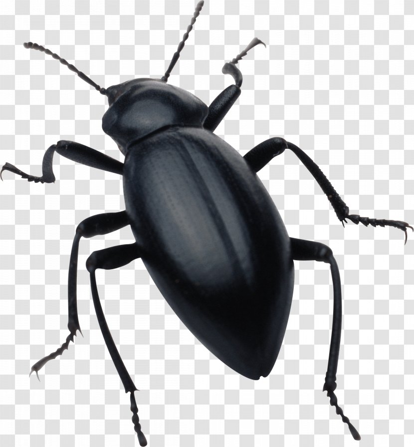 Insect Clip Art - Japanese Rhinoceros Beetle - Black Bug Image Transparent PNG