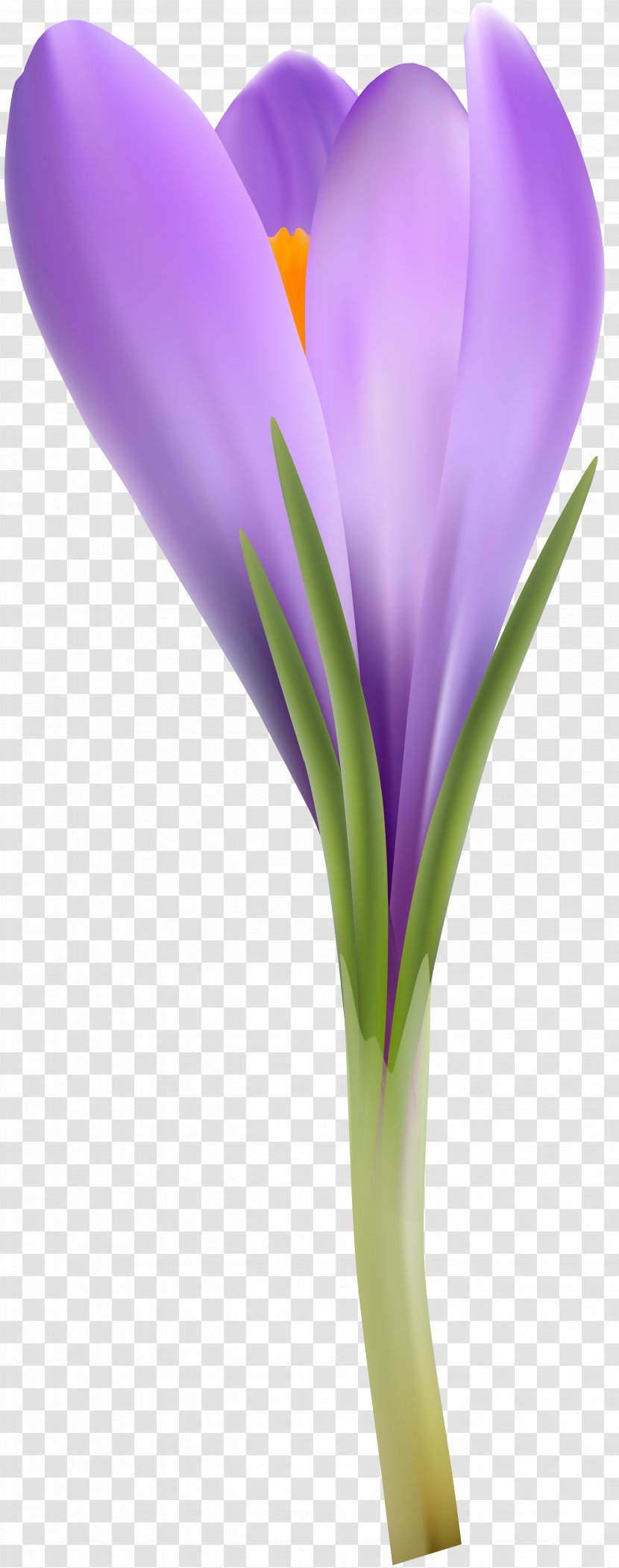 Flower Crocus Petal Clip Art - Iris Family Transparent PNG