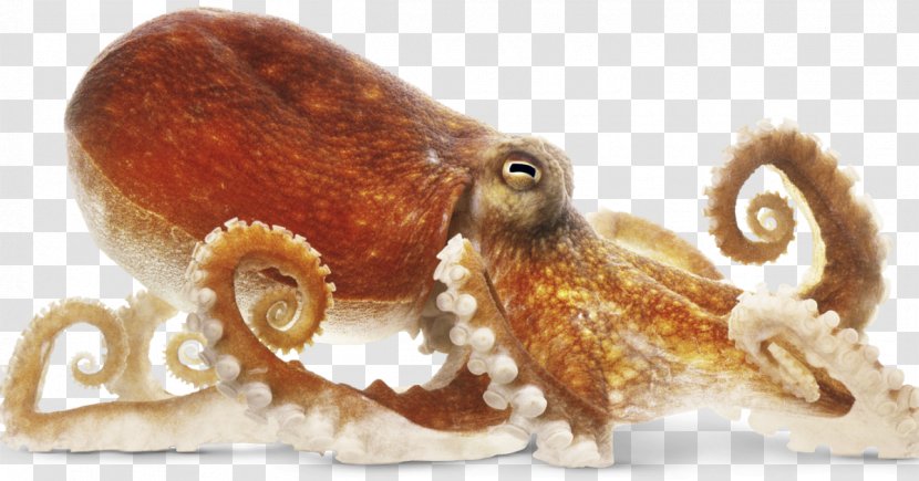 The Amazing Octopus Clip Art - Terrestrial Animal - Drawing Transparent PNG