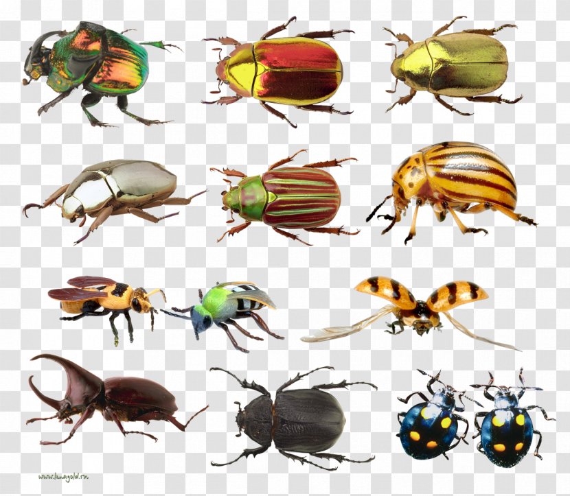 Lesser Silver Water Beetle Hydrophilus Clip Art - Pest - Insect Map Transparent PNG