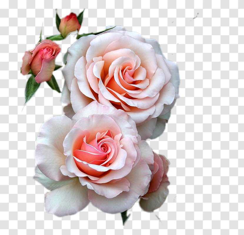 Flower Bouquet Best Roses Transparent PNG
