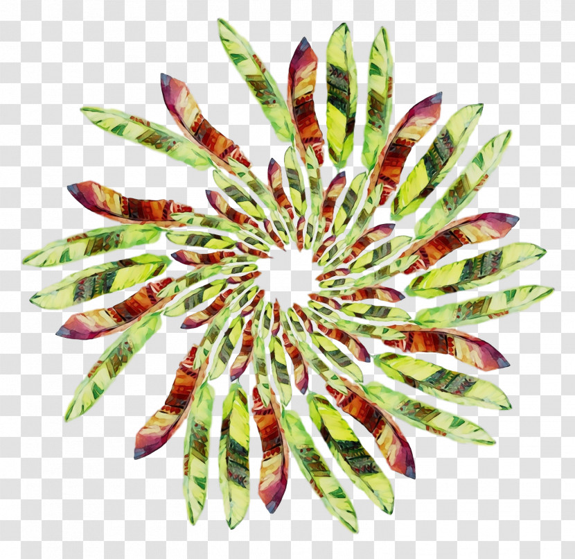 Petal Transparent PNG