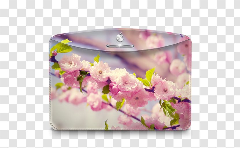 Flower Arranging Blossom Petal Floral Design - Display Resolution - Folder Nature Cherry Tree Transparent PNG
